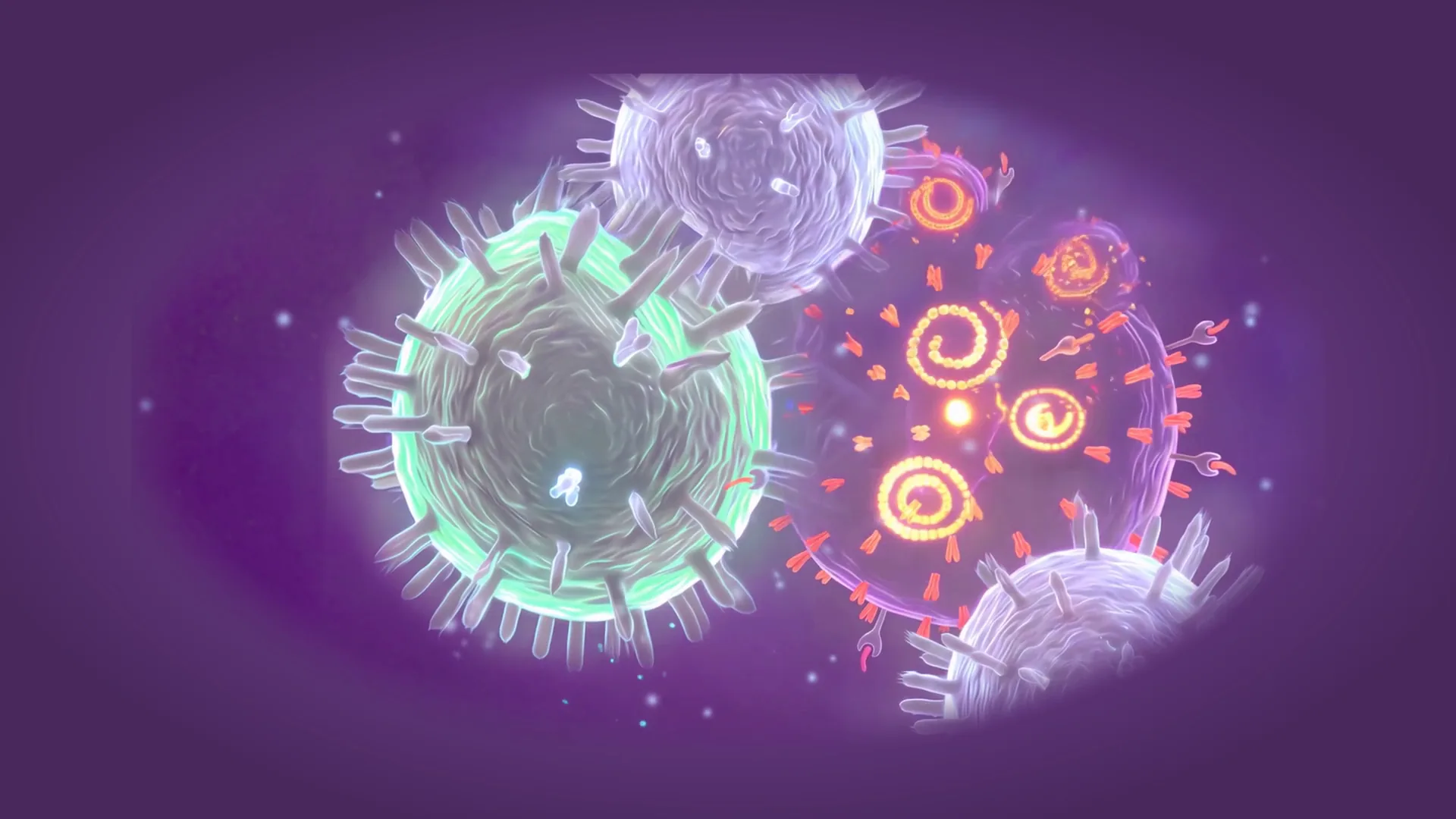 Illustration of T cells clearing a SARS-CoV-2 infected cell