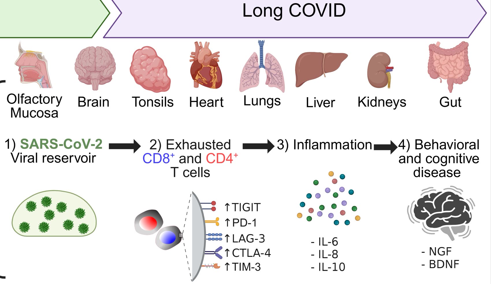 Disease cascade from persistent SARS-CoV-2 viral reservoirs to exhausted CD8+ and CD4+ T cells, to inflammation, to behavioral and cognitive disease. TI-101 immunotherapy targets the start of the cascade.